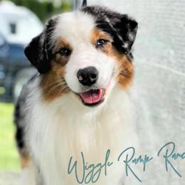 Donner - Miniature American Shepherd