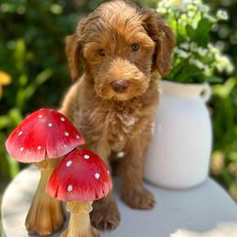 Flower - Caramel male Australian Labradoodle puppy in Palmdale, California from Pixie Doodle Paws