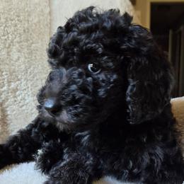 Glitter - Black female Goldendoodle puppy in Kansas City, Missouri from Poppy's Doodles