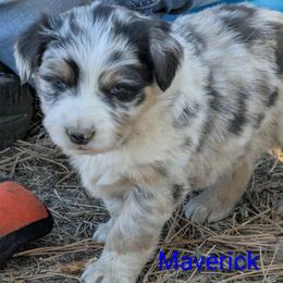 Maverick - Blue merle male Australian Shepherd puppy in Parker, Colorado from Legacy Ranch Australian Shepherds