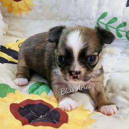 Sia - Chocolate sabled fawn female Chihuahua puppy in Ponca City, Oklahoma from Bliss Acres Farm