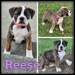 Reese - Fawn and white female Olde English Bulldogge puppy in Wheeler, Michigan from Haase Family Kennels
