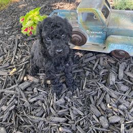 Girl 3 comet - Black Poodle puppy in Flora, Illinois from Hanging Rock Poodles