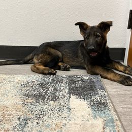 Boy 2 - Sable German Shepherd puppy in Wellington, Colorado from Altvater German Shepherds