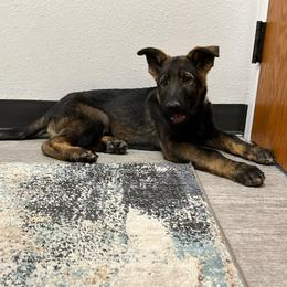 Boy 2 - Sable German Shepherd puppy in Wellington, Colorado from Altvater German Shepherds