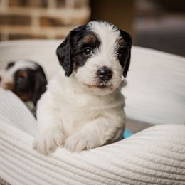 Bernedoodle Puppies from Cookie's Cuties