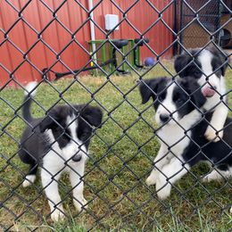 Border Collie and Rottweiler Puppies from KJB Kennels