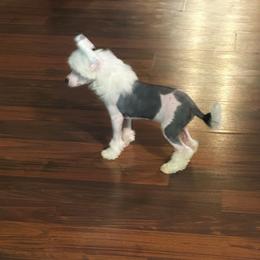 Echo - White and black female Chinese Crested puppy in Henderson, Kentucky from Western Kentucky Chihuahua’s and Chinese Crested’s