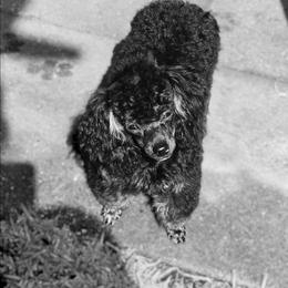 Ava - Poodle