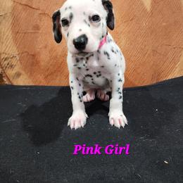 Dalmatian Puppies from Anthony's Dalmatians