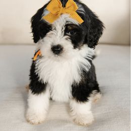 'Pumpkin' Orange Collar Female - Tri-color female Bernedoodle puppy in Kamas, Utah from A + E Farms