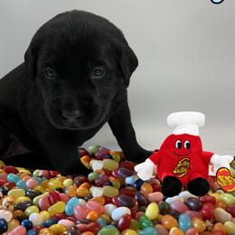 Cotton Candy - Black female Labrador Retriever puppy in Water Valley, Mississippi from Three Lakes Labs & WHDs