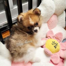 Paxton - Tri-colored male Pomeranian puppy in Ponca City, Oklahoma from Bliss Acres Farm