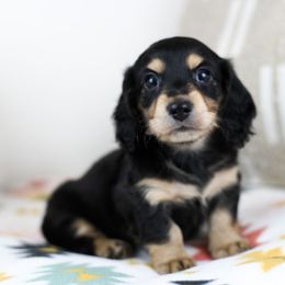Bonnie - Black and cream female Dachshund puppy in Fredonia, Arizona from Kaibab Dachshunds