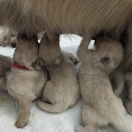 Golden Retriever and Pembroke Welsh Corgi Puppies from Shire Springs Kennels