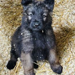 Shiloh Shepherd Puppies from Smokeshow Shilohs and Shepherds