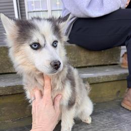 Harley - Blue female Pomsky puppy in Bucyrus, Missouri from Hill Top Pomskies