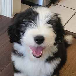 Bearded Collie Puppies from Lone Star Bearded Collies