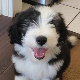 Bearded Collie Puppies from Lone Star Bearded Collies