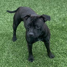 Ash - Staffordshire Bull Terrier