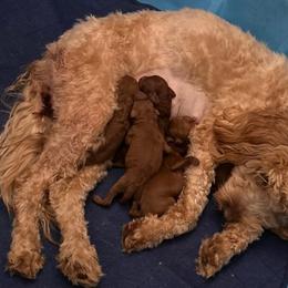 Goldendoodle puppies from Lake Michigan Couture Cavapoos & Cockapoos