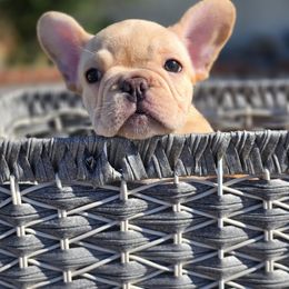French Bulldog Puppies from County Of Orange Frenchie Family