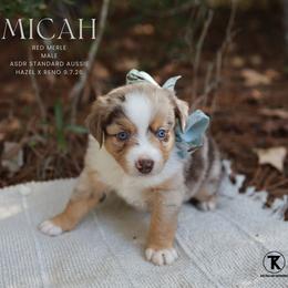 Micah- Red Merle Male - Red merle male Australian Shepherd puppy in Nacogdoches, Texas from TK Standard, Mini, & Toy Aussies