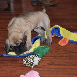 Great Dane Puppies from Tioli Great Danes
