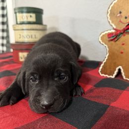 Yellow - Black female Labrador Retriever puppy in Kinta, Oklahoma from Beaver Creek Kennels