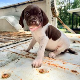 Clover - White and liver female German Shorthaired Pointer puppy in Macclenny, Florida from Dillon's GSPs