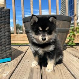 Yorick - Tri-color male Pomsky puppy in Boonville, Indiana from Elysian Pomskies