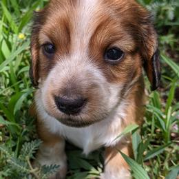 Dachshund Puppies from Az's B&B Doxies