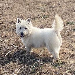West Highland White Terrier puppies from Ravens Nest Westies