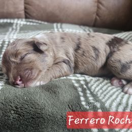 Ferrero Rocher - Red Collar Female - Brown and white female Cockapoo puppy in Mocksville, North Carolina from Hunting Creek Farm & Kennel