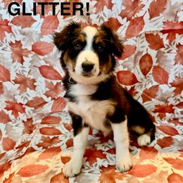 Glitter - Black tri female Miniature American Shepherd puppy in Rochelle, Illinois from Countryside Kennels and Aussies
