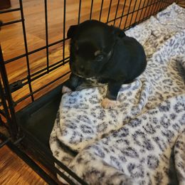Miniature Australian Shepherd Puppies from Carter's Cuties