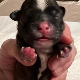 Red Collar - Brindle and white male Shorkie puppy in Mays Landing, New Jersey from Fancy Paws Shorkies & Shih Tzus