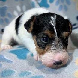 Second-Born Boy - White black and tan male Wire Fox Terrier puppy in Ennis, Texas from Syrayed Farm