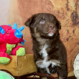 Mira - Red tri-color female Australian Shepherd puppy in West Union, Iowa from Boundless Hearts Australian Shepherds LLC
