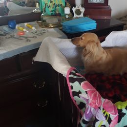 Dachshund Puppies from Cream Doxie Luv