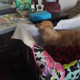 Dachshund Puppies from Cream Doxie Luv