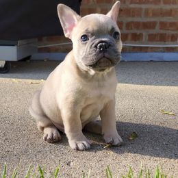 French Bulldog Puppies from French Pup