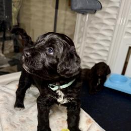Goose - Lt. Blue Collar - Black and white male Portuguese Water Dog puppy in Colorado Springs, Colorado from Melissa's Portuguese Water Dogs