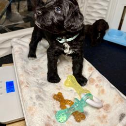 Goose - Lt. Blue Collar - Black and white male Portuguese Water Dog puppy in Colorado Springs, Colorado from Melissa's Portuguese Water Dogs