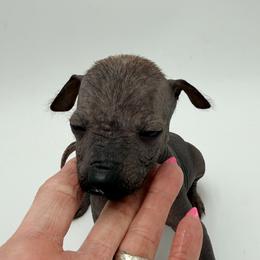 Chevelle - Black female Xoloitzcuintli puppy in West Jordan, Utah from Majestic Nakids