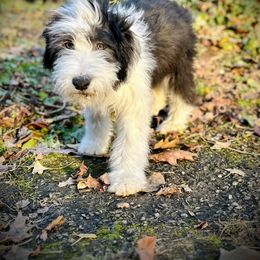 Bearded Collie and Border Collie Puppies from Beloved Bearded & Border Collies