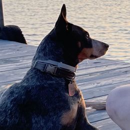 Rylee - Australian Cattle Dog