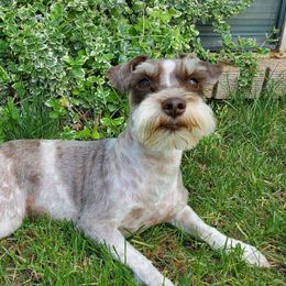 Zoey - Miniature Schnauzer