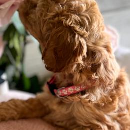 Bernedoodle, Cockapoo, and Goldendoodle Puppies from Avery Doodle Day LLC