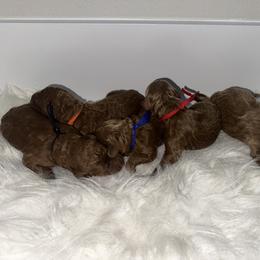 Red boy - Red  male Goldendoodle puppy in Waskom, Texas from Pearls & Curls doodles & poodles